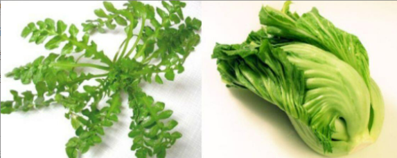 薺菜和芥菜一樣嗎？——揭開蕓苔屬蔬菜的家族關系